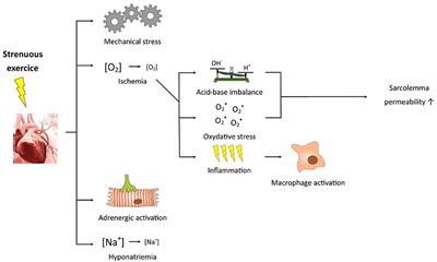 Mountain Ultra-Marathon (UTMB) Impact on Usual and Emerging Cardiac Biomarkers